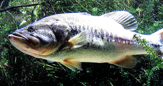 largemouth bass swimming