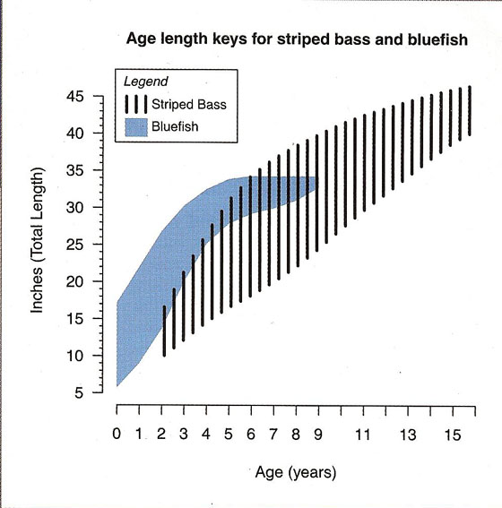 Striped Bass and Blefish Average Length vs Age Chart 