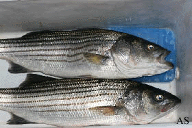 Stripers in the cooler