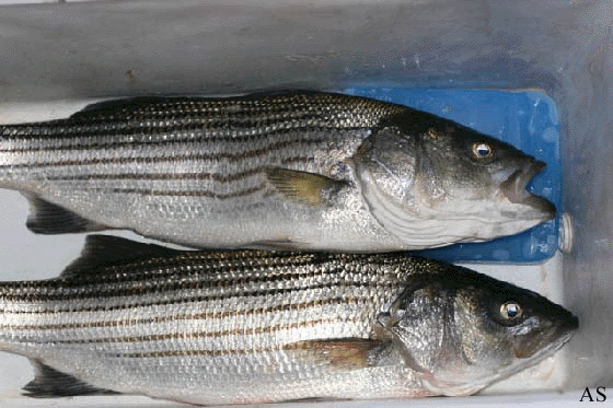 Two striped bass in the cooler 