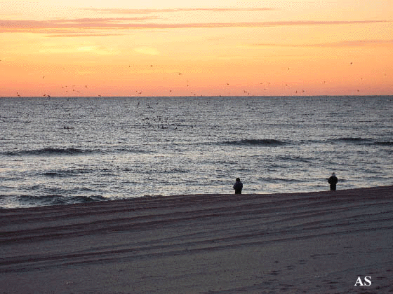 Birds in the morning at Island Beach State Park 
