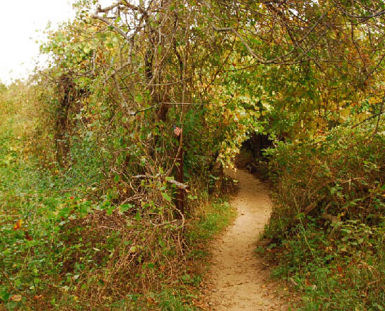 Path To Turtle Cove at Montauk 