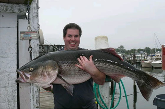 67.5 pound striped bass 