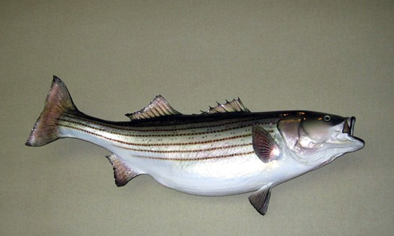 92 pound striped Bass 