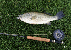  Largemouth Bass Caught On a Wooly Bugger Fly