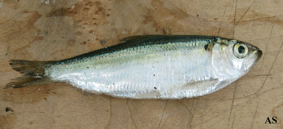  Blueback Herring 