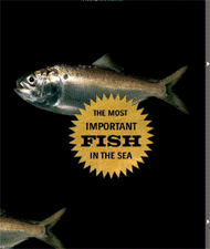 Book - Most Important Fish in the sea