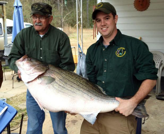  World Record Freshwater Striped Bass 