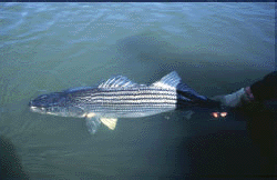 Striped Bass Being Released
