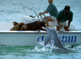 Friendly Dolphin