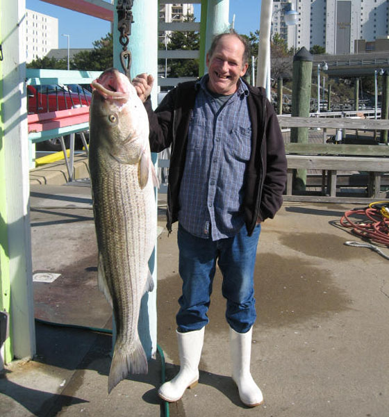 73 pound striped Bass 