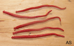 Artificial Berkley Gulp Bloodworms