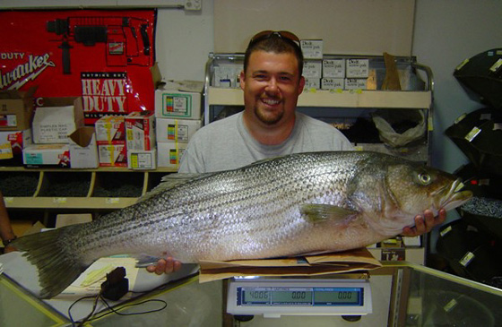 Freshwater Striped Bass 