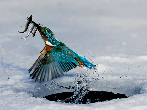 Kingfisher Ice Fishing  