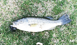  Largemouth Bass Caught on Finess Jig