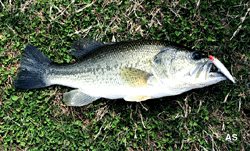  Largemouth Bass Caught On a Rapala Minnow Lure