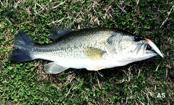  Largemouth Bass Caught on a Rapala Minno Lure 
