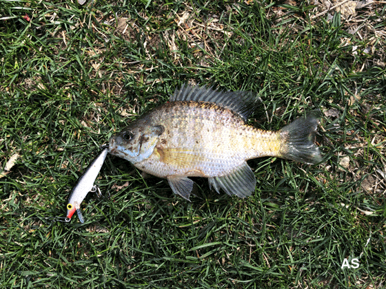 Sunfish Caught on a Rapala Minnow Lure 