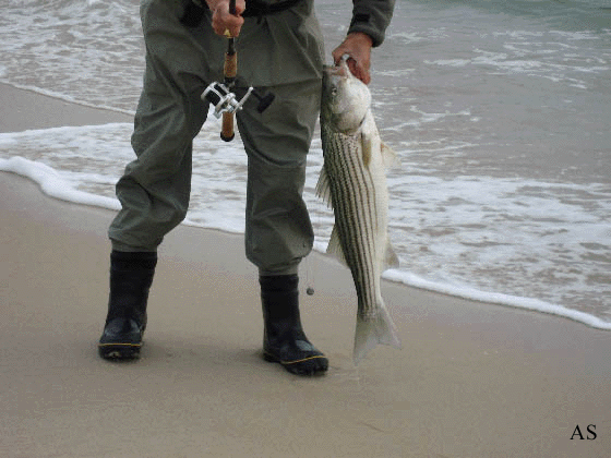 Striped Bass caught at Mantoloking, NJ 