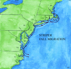 Striped Bass Fall Migration Map