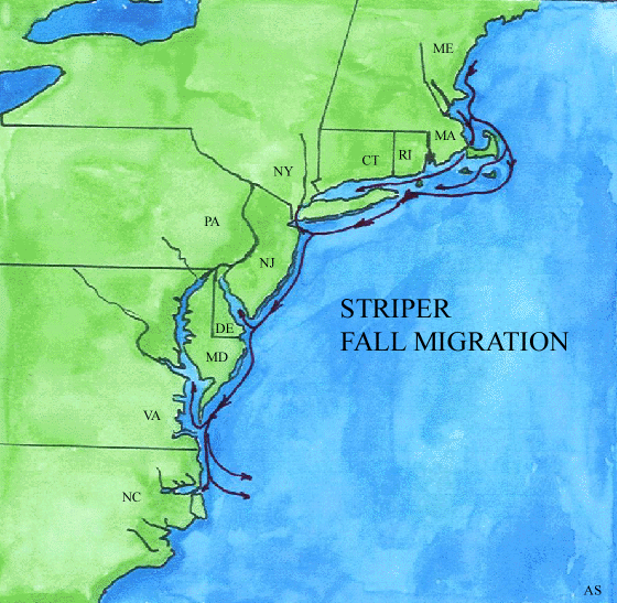 Striped Bass Fall Migration Map 