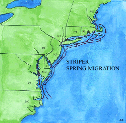 Striped Bass Spring Migration Map