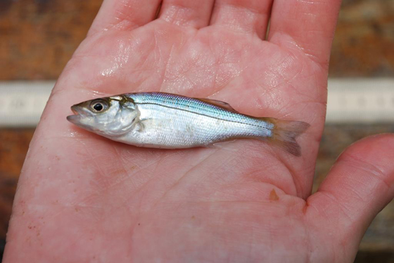  Juvenile Rockfish
