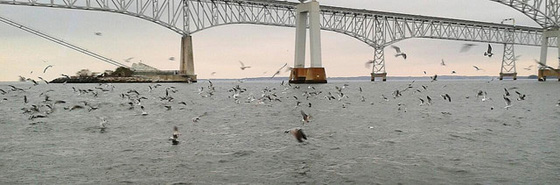 Birds Working a Scool of Striped Bass Near the Chesapeake Bay-Bridge Tunnel