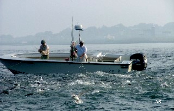 Surf Fishing for 
 striped Bass with Boats