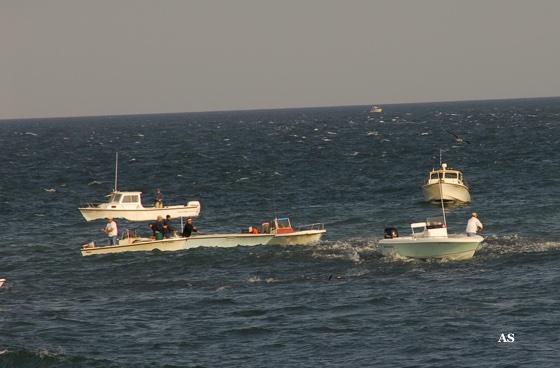 Surf Fishing for 
 striped Bass with Boats