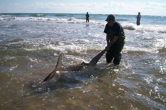 Shark at Cape Hatteras 