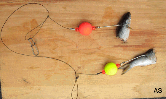 Modified Mullet Rig the original keeper hook design baitholder bluefish rig