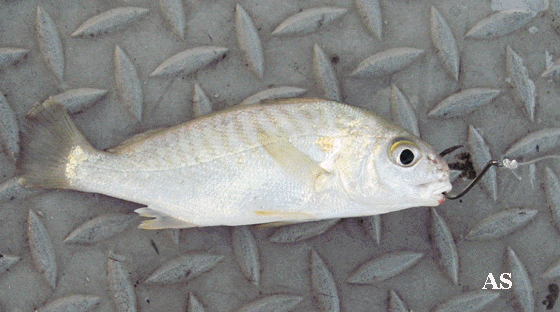 Hooked Spot Baitfish