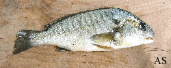 Spot Baitfish