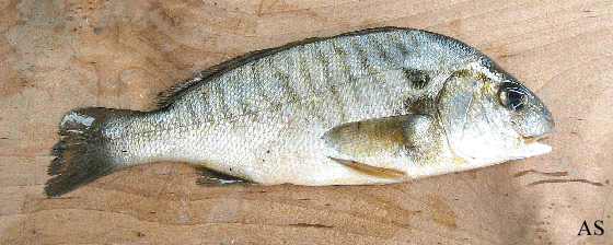 Spot Baitfish