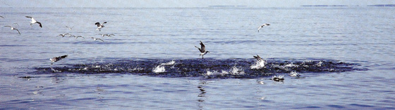 Striped Bass Feeding Frenzy  