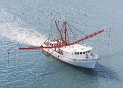 Trawler harvesting menhaden