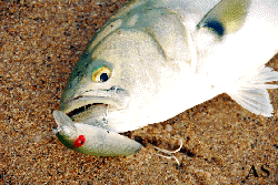 Bluefish, Caught on a Rebel Windcheater Plug