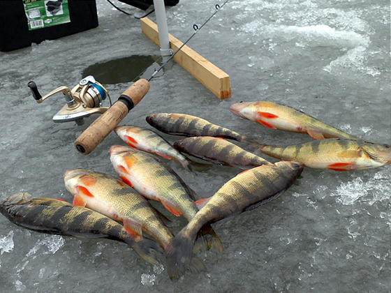 Yellow Perch Ice Fishing 